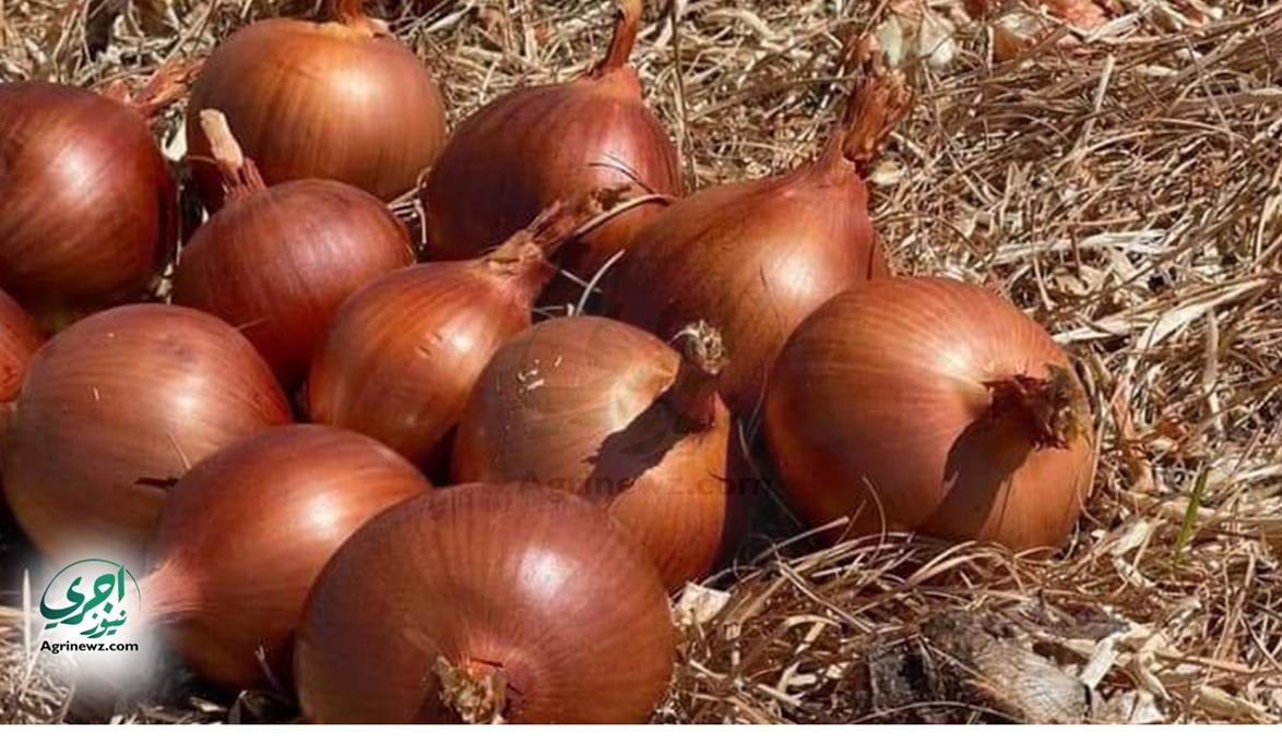 المهندس محسن عبد الحق يكتب .. ملف عن البصل والمكافحة وكلب البحر