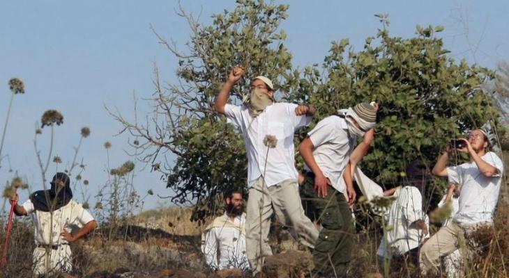 مستوطنون يقطعون عشرات أشجار الزيتون جنوب نابلس والاحتلال يعتقل 19 فلسطينيا