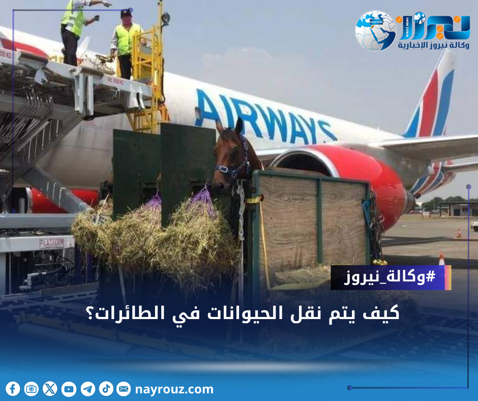 كيف يتم نقل الحيوانات في الطائرات؟