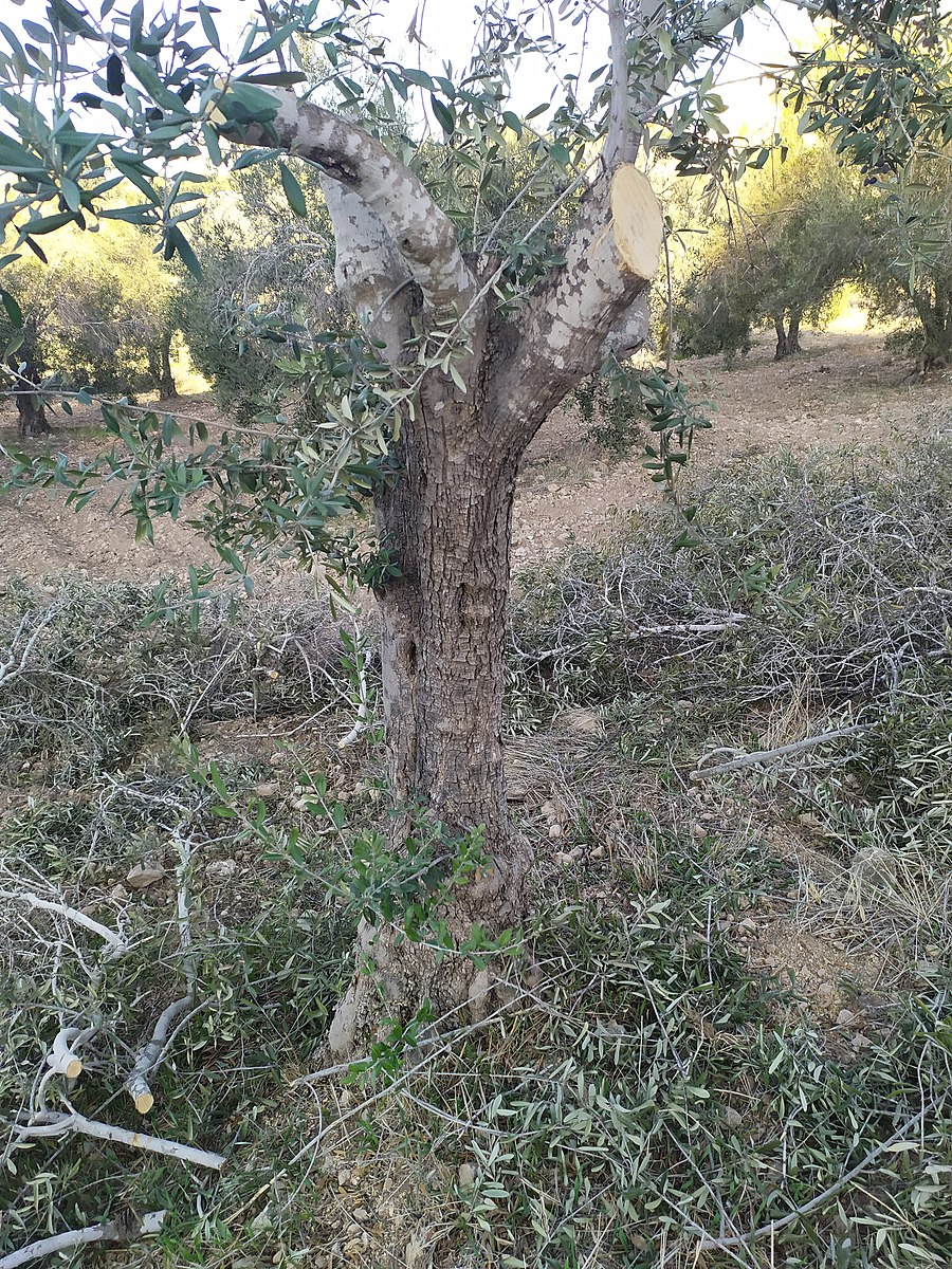 زراعة الوسطية تدعو المزارعين لتقليم أشجار الزيتون