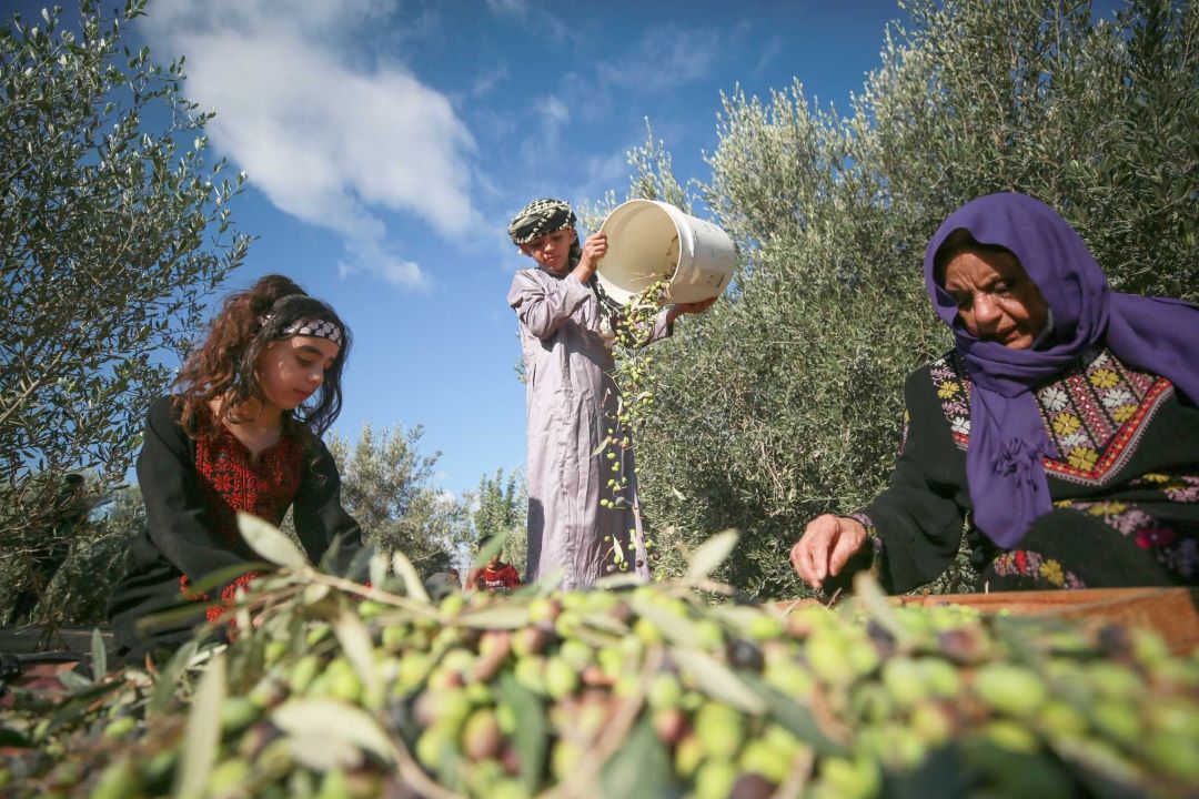 رئيس جمعية كفرسوم الزراعية: موسم الزيتون الحالي يعتبر استثنائيا