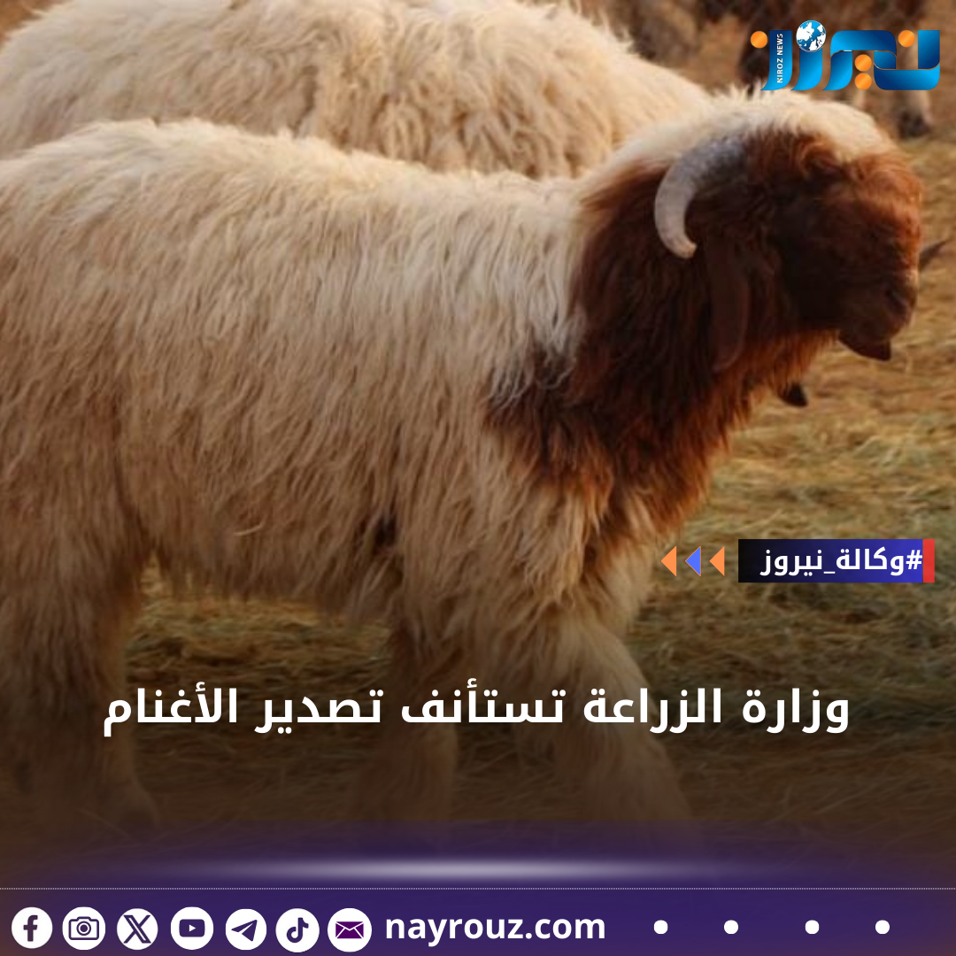 وزارة الزراعة تستأنف تصدير الأغنام