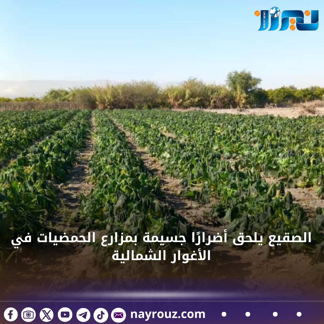 الصقيع يلحق أضرارًا جسيمة بمزارع الحمضيات في الأغوار الشمالية