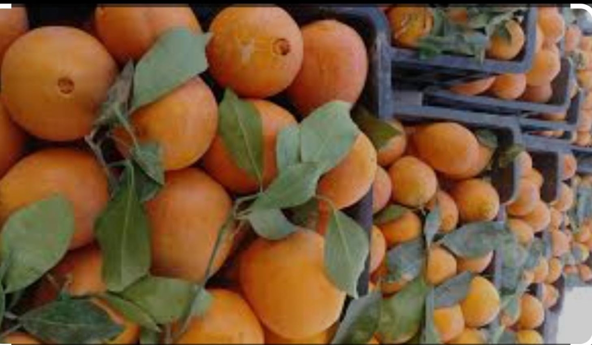 بيان صادر عن جمعية حمضيات وادي الأردن الزراعية التعاونية 
