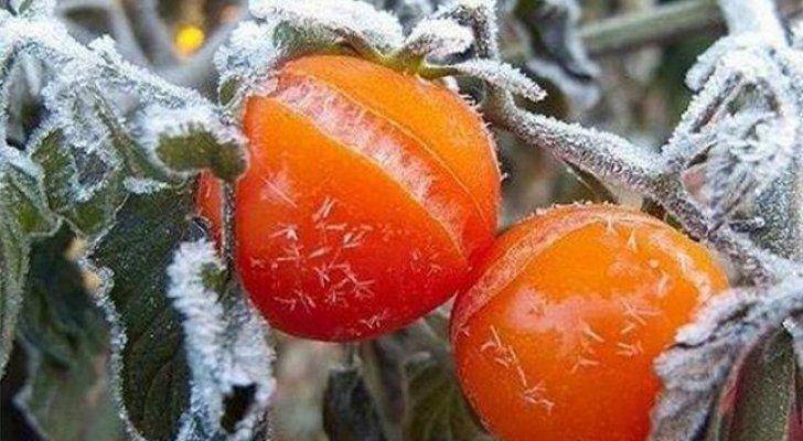 وزارة الزراعة توجه نصائح للمزارعين للتقليل من آثار الصقيع