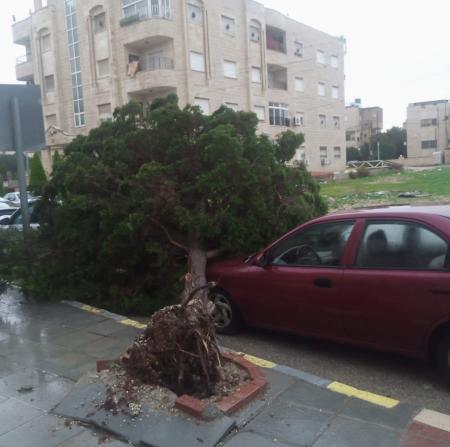 إربد: سقوط شجرة على مركبات بسبب قوة الرياح