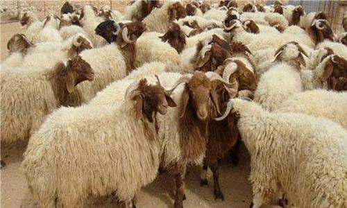 وزير الزراعة يوعز بحصر استيراد الأغنام من سوريا بالجديان الحية