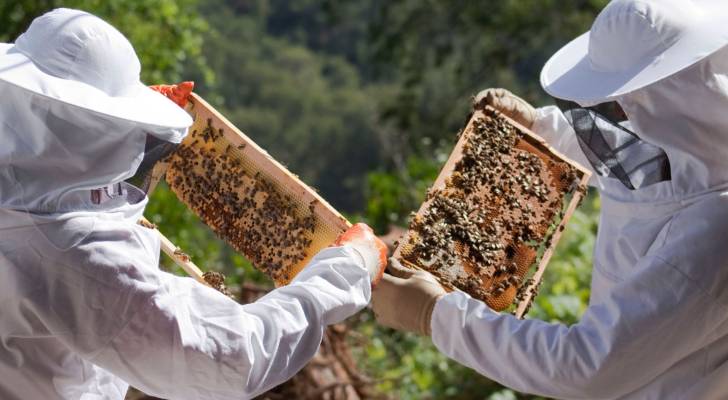 الاتحاد النوعي للنحالين الأردنيين يطالب بإعفاء مدخلات الإنتاج الخاصة بالنحل والعسل