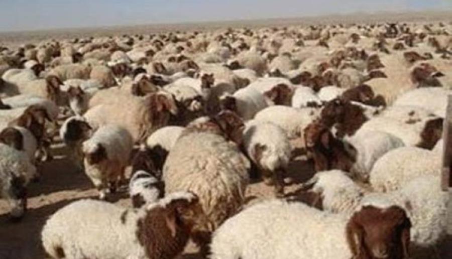 مزارعو عجلون يشكون من قرار منع الاستقدام ويطالبون بمراجعته .. والعمل ترد