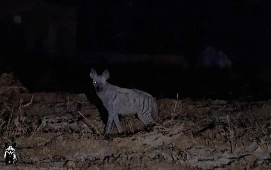 مواطنون يقطنون بلدة زخر في إربد يعثرون  على ضباع