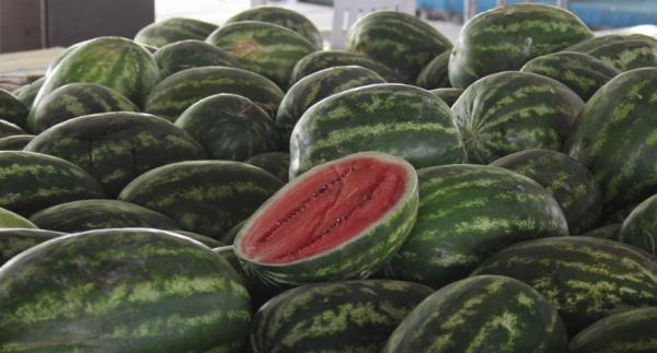 الحنيفات للرواشدة: استيراد البطيخ السعودي لأيام محدودة فقط