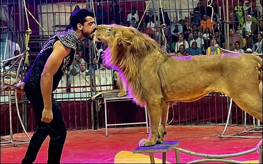 ذبح حمير سرًا وإدخال حيوانات مفترسة .. فضيحة مدوية في السيرك المصري (ما القصة؟)