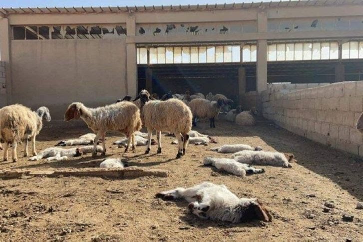 ضبط شخص حاول بيع أغناما نافقة في المفرق