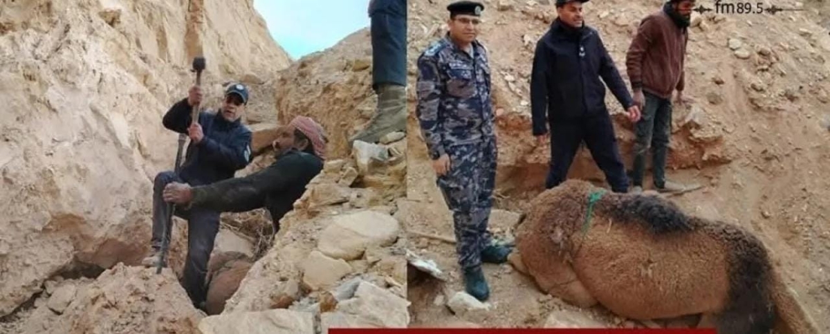 الدفاع المدني: تحرير جمل سقط داخل حفرة بعمق 12مترا في الحسا