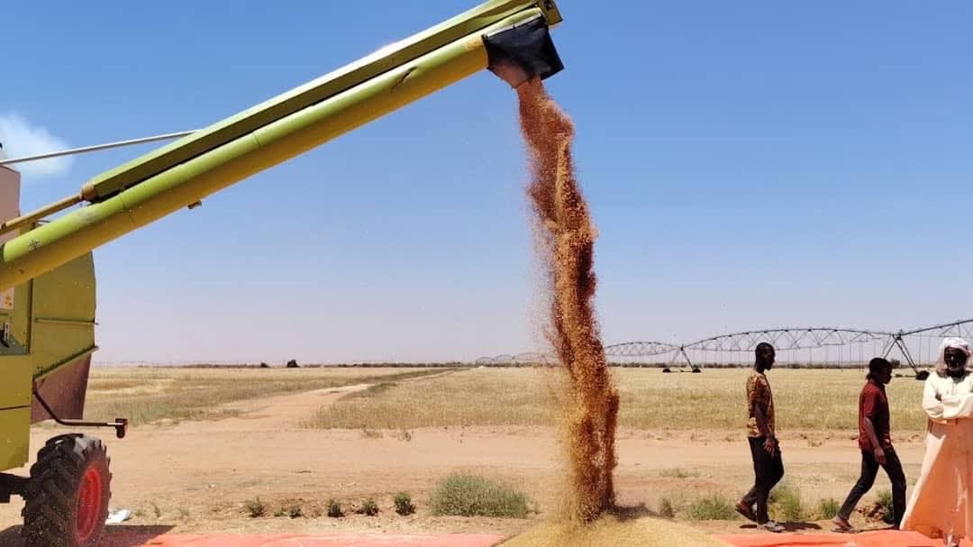 إنطلاق عمليات حصاد الموسم الشتوي بمحلية مروى في السودان