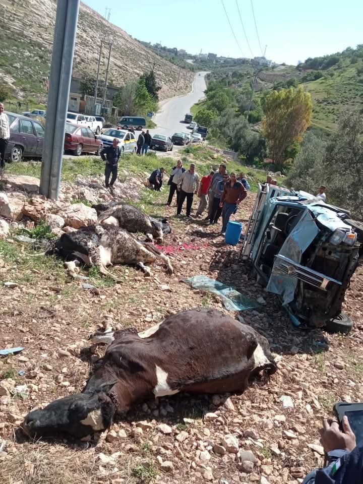 نفوق عدد من المواشي بحادث سير في لواء المزار الشمالي