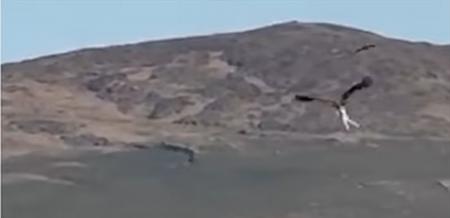 نسرٌ بحري يخطف خروفاً حديث الولادة .. ويُحلّق به عاليا!