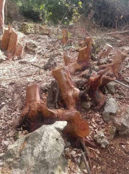 عجلون :القبض على معتد بحقه 30 ضبطاً حرجياً