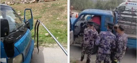 العثور على أفعى تختبئ داخل تابلوه احدى المركبات في جرش