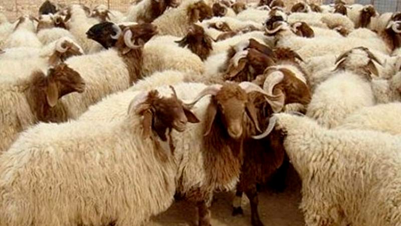 تصدير 185 ألف رأس من الأغنام للأسواق الخليجية