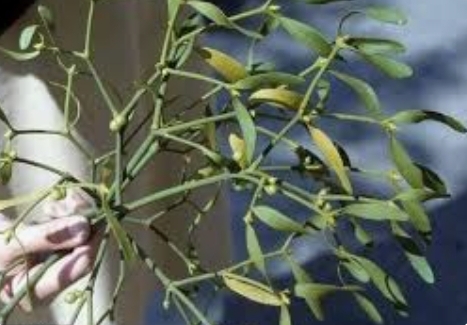 زراعة لواء الكورة تنفذ جولة ميدانية لرصد ذبابة ثمار الزيتون