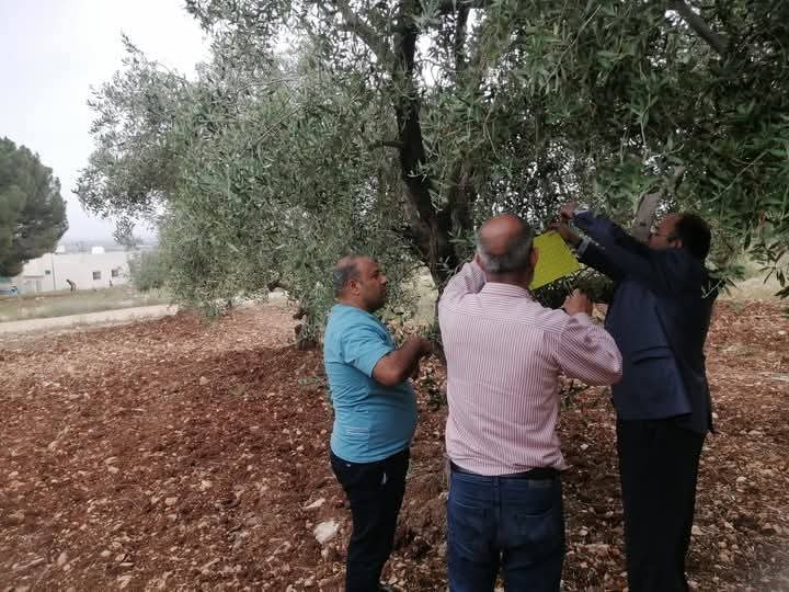 زراعة لواء الكورة تنفذ جولة ميدانية لرصد ذبابة ثمار الزيتون
