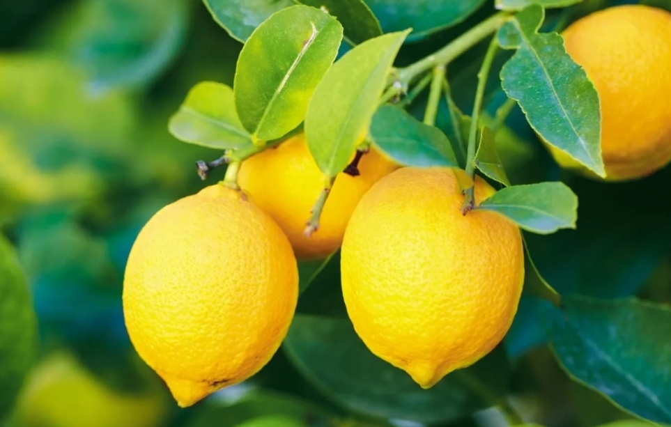 فتح باب استيراد الليمون في الاردن