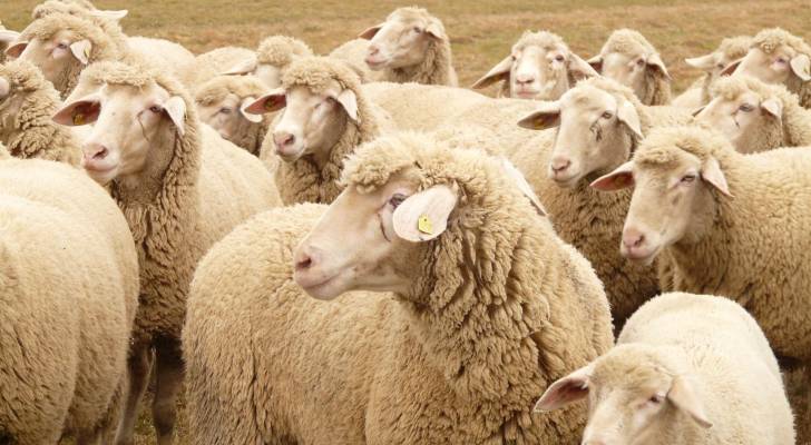 ارتفاع أسعار الأغنام الرومانية في الأردن يثير الجدل مع اقتراب عيد الأضحى 2025