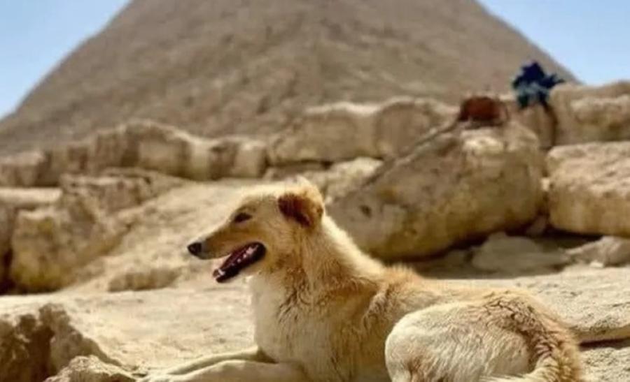 مصر ..القبض على شاب هتك عرض كلب في حدائق الاهرام
