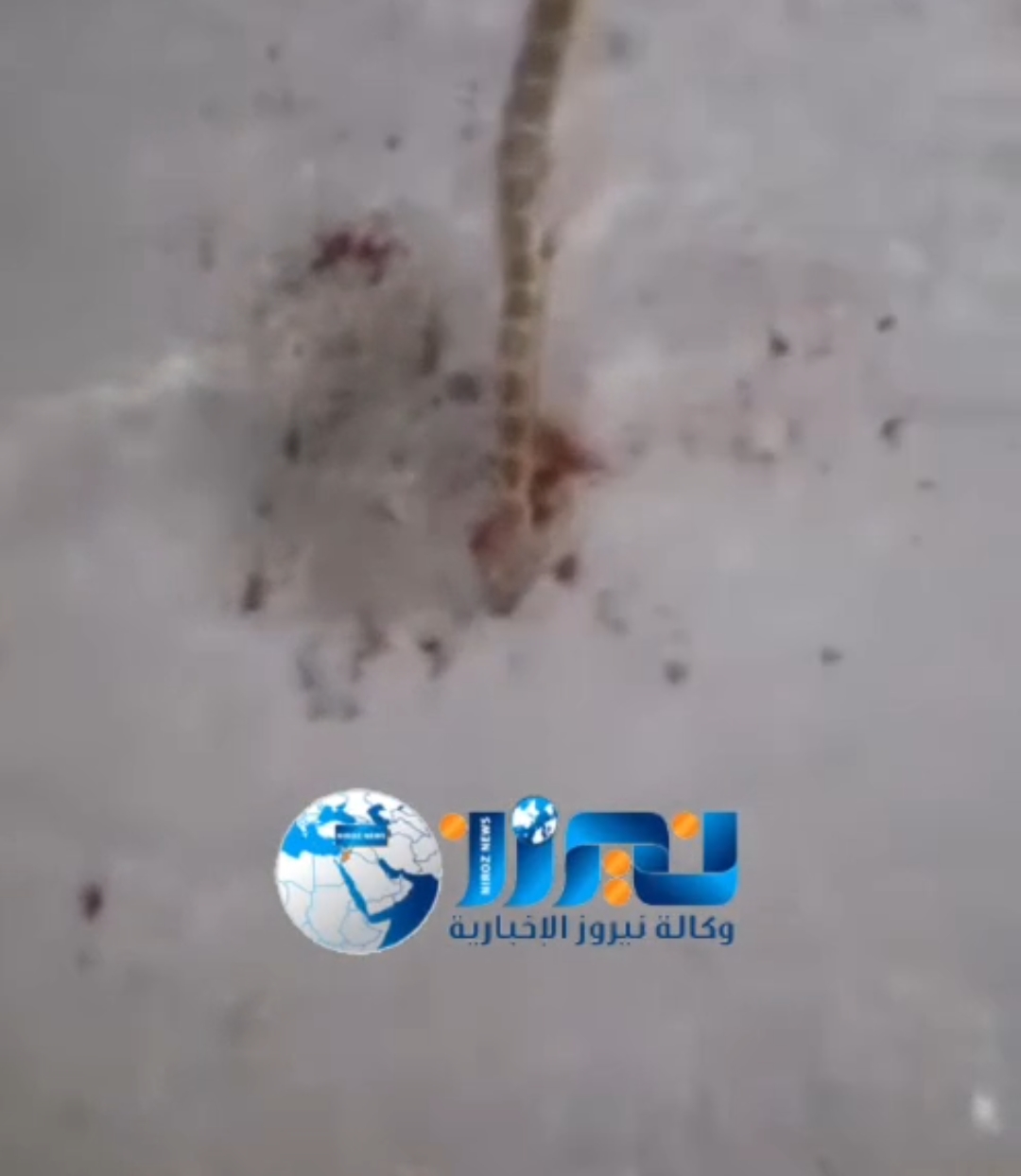 أحد قاطني بلدة حور باربد  يحذر من انتشار أفعى فلسطين بعد القبض عليها  ..فيديو