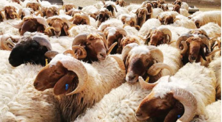 ماهي توقعات أسعار الأضاحي لهذا العام؟