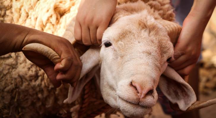 “الزراعة”: انطلاق حملة ترقيم الأغنام آب المقبل