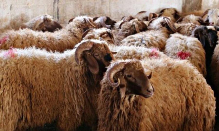 مواطنون يشكون من ارتفاع أسعار الخراف الحيّة مع قرب عيد الاضحى .. والزراعة توضح