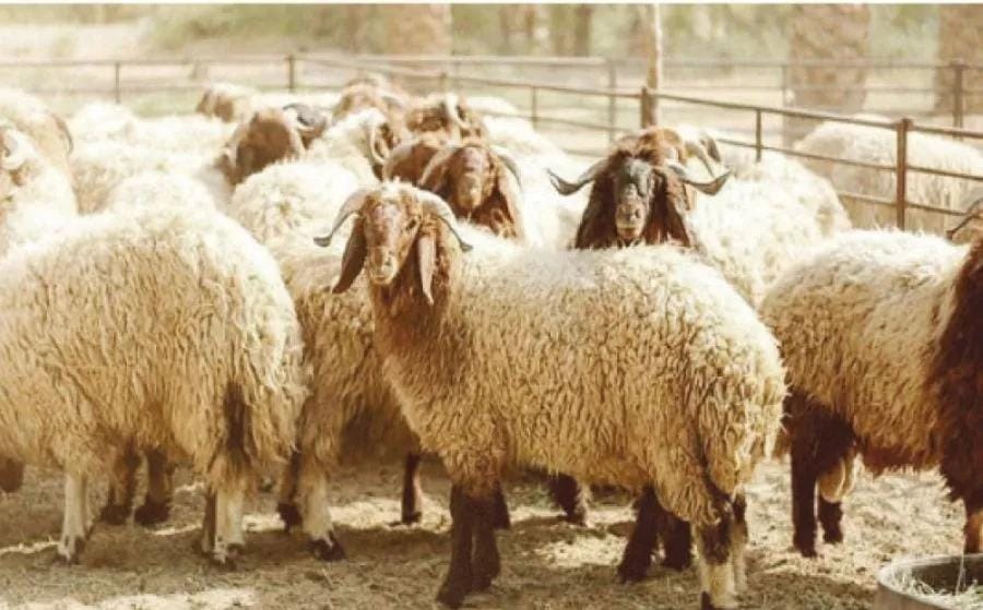 570 ألف رأس من الخراف معدة لعيد الأضحى