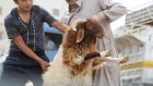 أمانة عمّان تحدد مواقع حظائر بيع الأضاحي وتستقبل الطلبات إلكترونيا