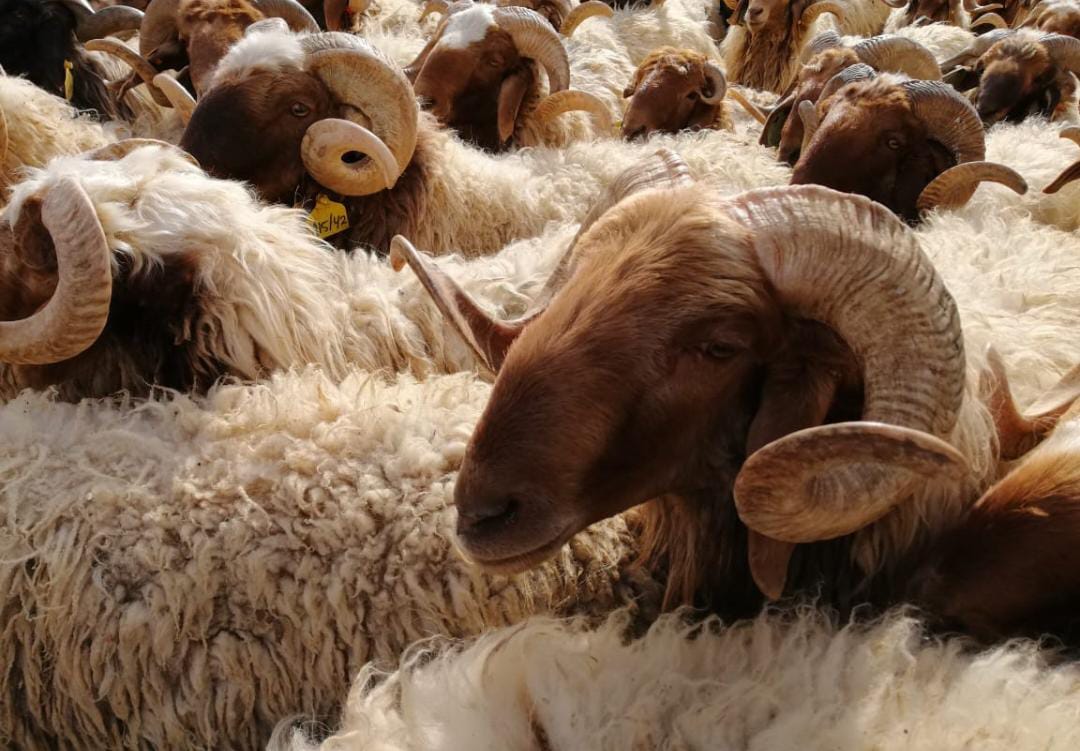 “الأمانة”: بدء استقبال طلبات بيع وذبح الأضاحي الكترونياً