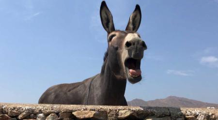 فقدان نحو 2 مليون حمار في مصر