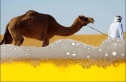 مخاطر شرب بول البعير .. هل هناك فائدة منه؟ (تحقيق علمي يحسم الجدل)