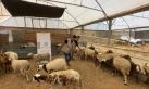الحملة الأردنية والهيئة الخيرية تستعدان لموسم الأضاحي بغزة