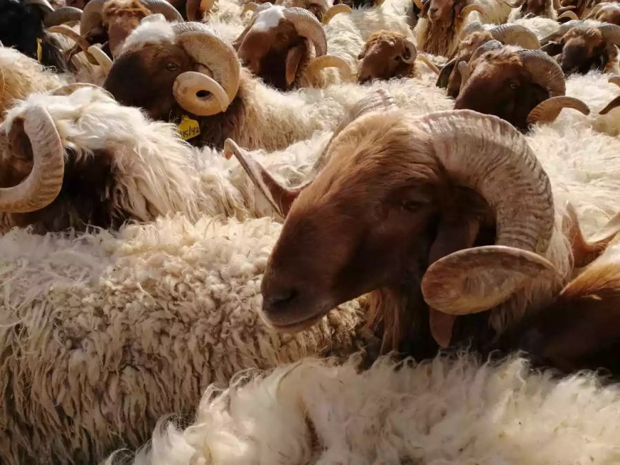 المفرق الكبرى تعفي مربي وتجار  الأضاحي من رسوم الحظائر