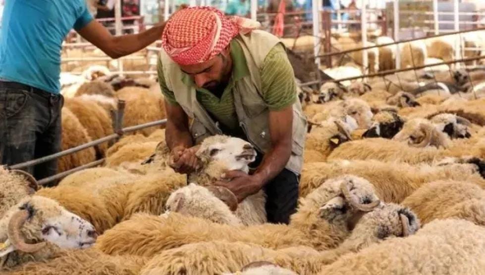 السعودية تحطم الأرقام.. أضحية كل 7 ثوانٍ في أسرع منظومة ذكية بتاريخ الحج