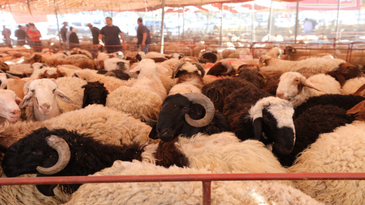 جمعية مربي المواشي: ارتفاع الطلب على الأضاحي البلدية نتيجة تساوي أسعارها مع الرومانية
