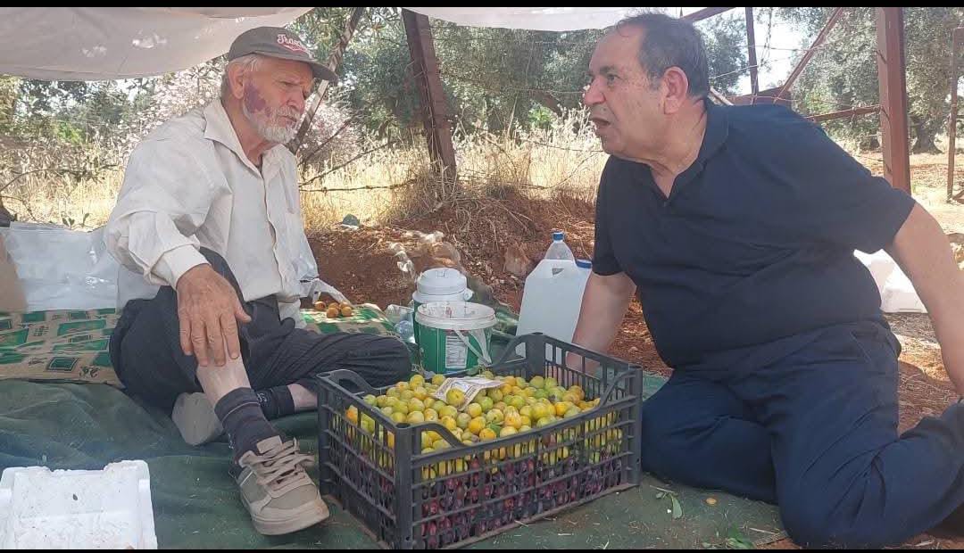 تحت ظلال الزيتون ...
