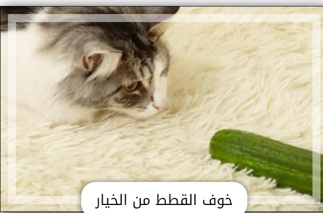 لماذا تخاف القطط من الخيار؟ علماء يكشفون السر وراء الظاهرة الطريفة