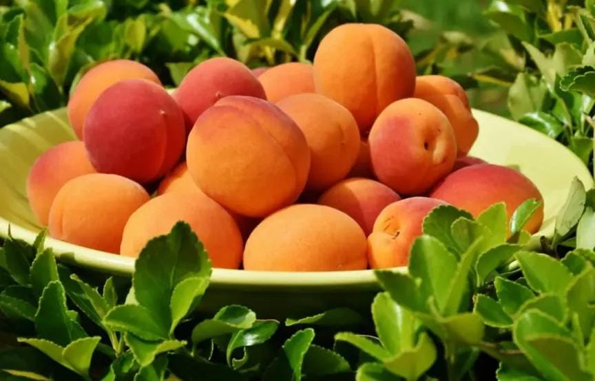 المشمش الصيفي.. فوائد صحية مذهلة وتحذيرات هامة يجب معرفتها