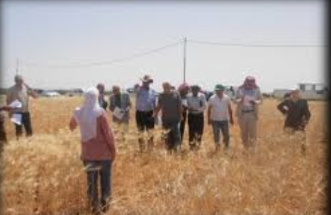 زراعة إربد تنظم مدرسة حقلية حول محصولي السمسم والبطاطا