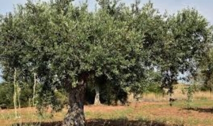 جلسة لمدرسة الإدارة المتكاملة لأشجار الزيتون في بلدة حرثا