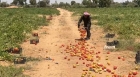 بقلبٍ يعتصره الألم.. مزارع من معان يتلف محصوله بيده بعد أن أُغلقت أمامه أبواب الأمل