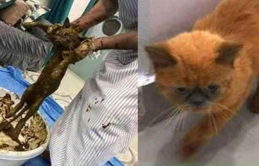 بعد 7 سنوات .. إعادة تداول قصة صبغ القطط بالحناء وشاب مغربي ينتحل صفة أردني