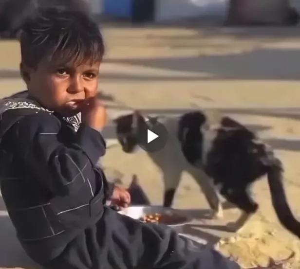 من تحت الركام.. طفل فلسطيني يُطعم قطة في غزة الجائعة ويهز ضمير العالم